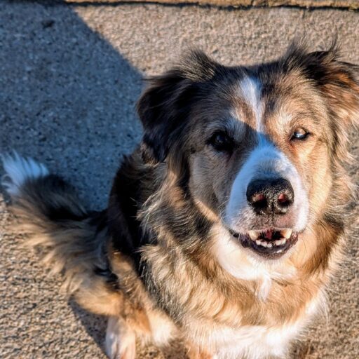 Ein Hund ist kein Spielzeug, sondern ein Lebewesen mit Bedürfnissen und es ist ein Hundeleben lang Verantwortung.