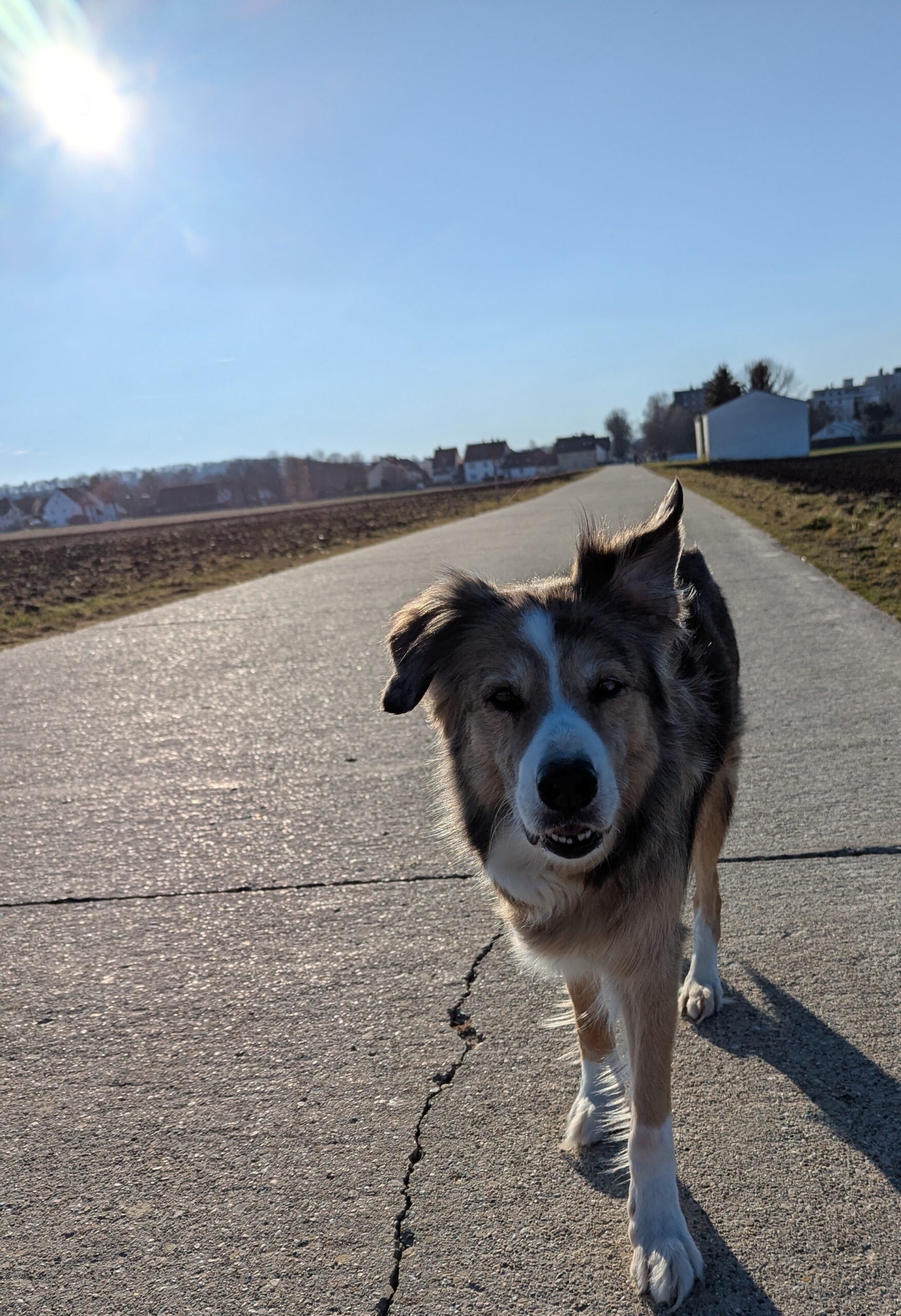 Führung in der Mensch-Hund-Beziehung