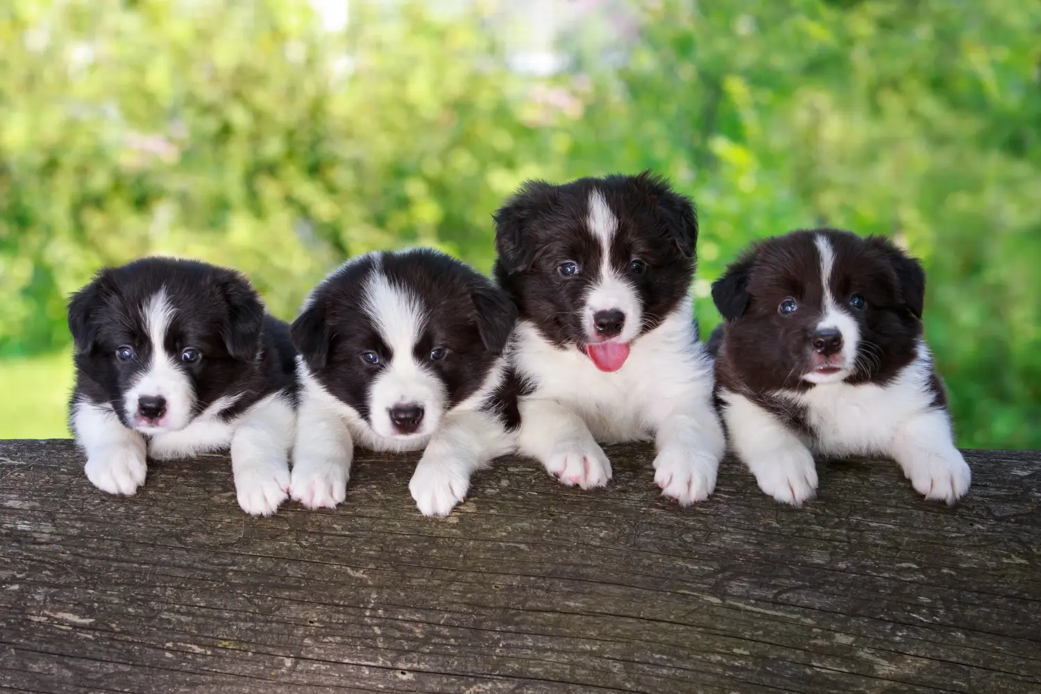 Border Collies sind eine Hunderasse, die ursprünglich für das Hüten von Vieh gezüchtet wurde. Sie sind sehr energiegeladene und aktive Hunde, die viel Bewegung und geistige Anregung benötigen. Wenn Sie sich für einen Border Collie Welpen interessieren, ist es wichtig, dass Sie sich bewusst sind, dass diese Rasse viel Zeit und Engagement erfordert.