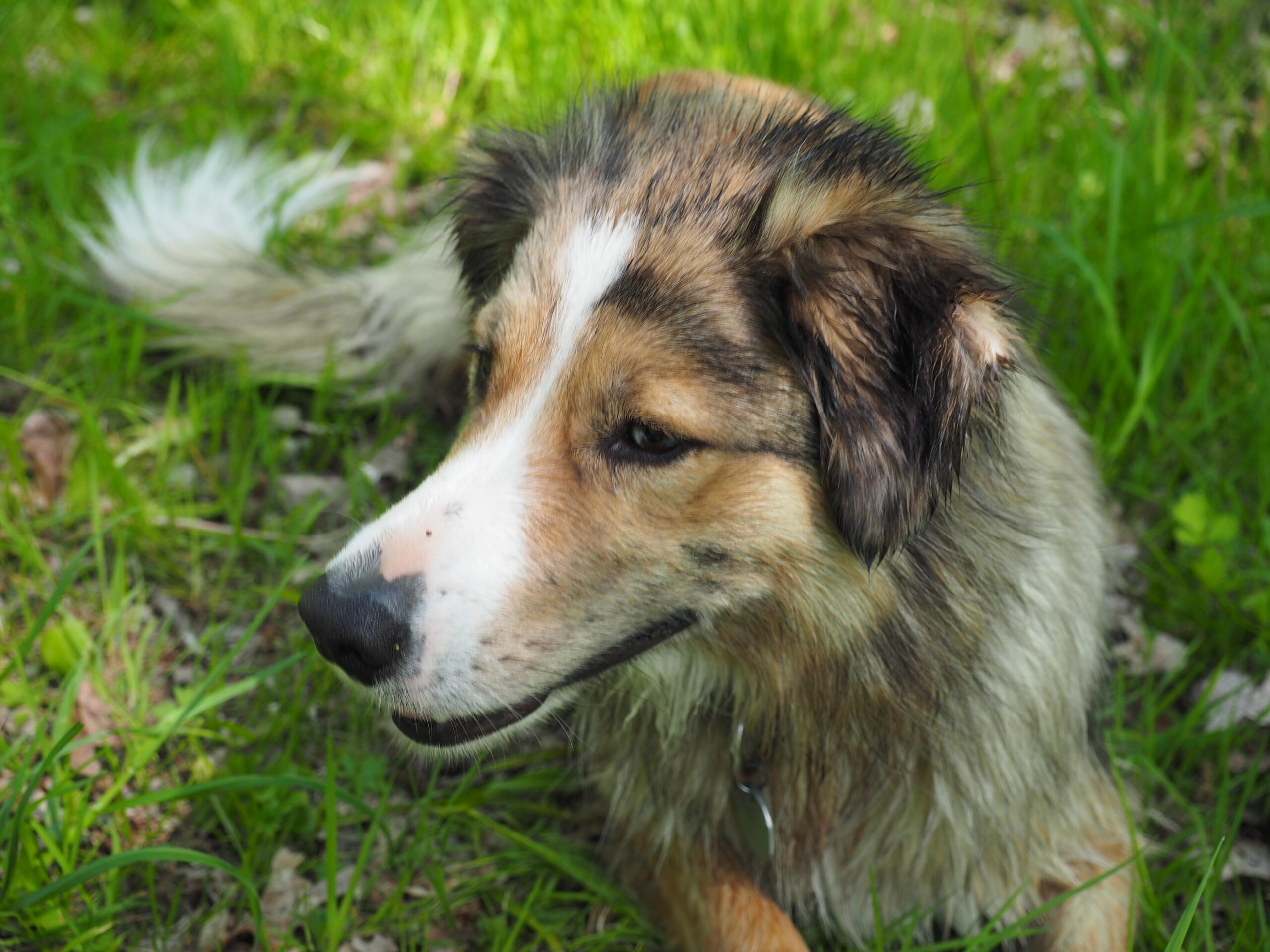 Erst nach der Zusage gabs einen Hund