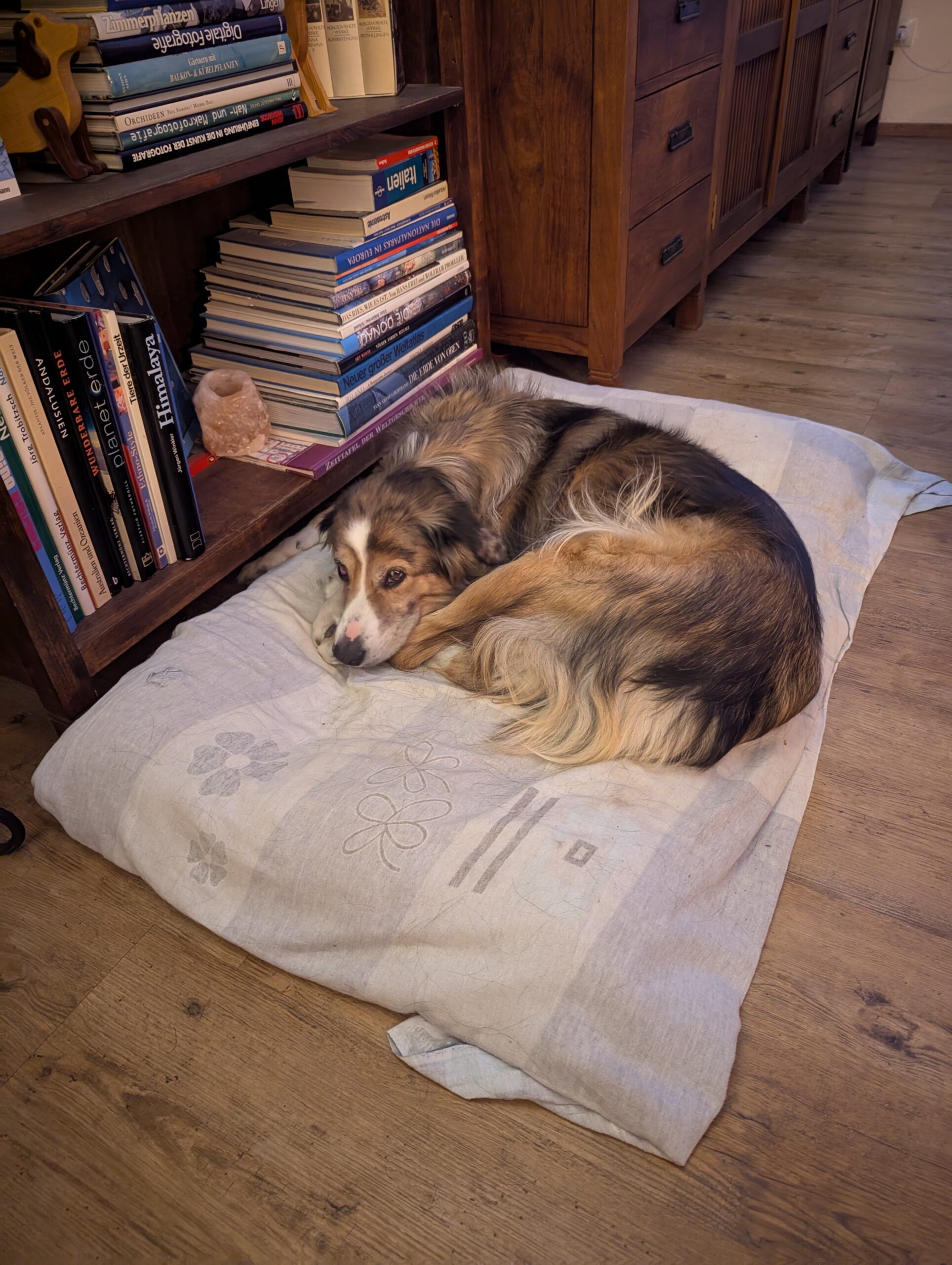 Kinder, die sich einen Hund wünschen