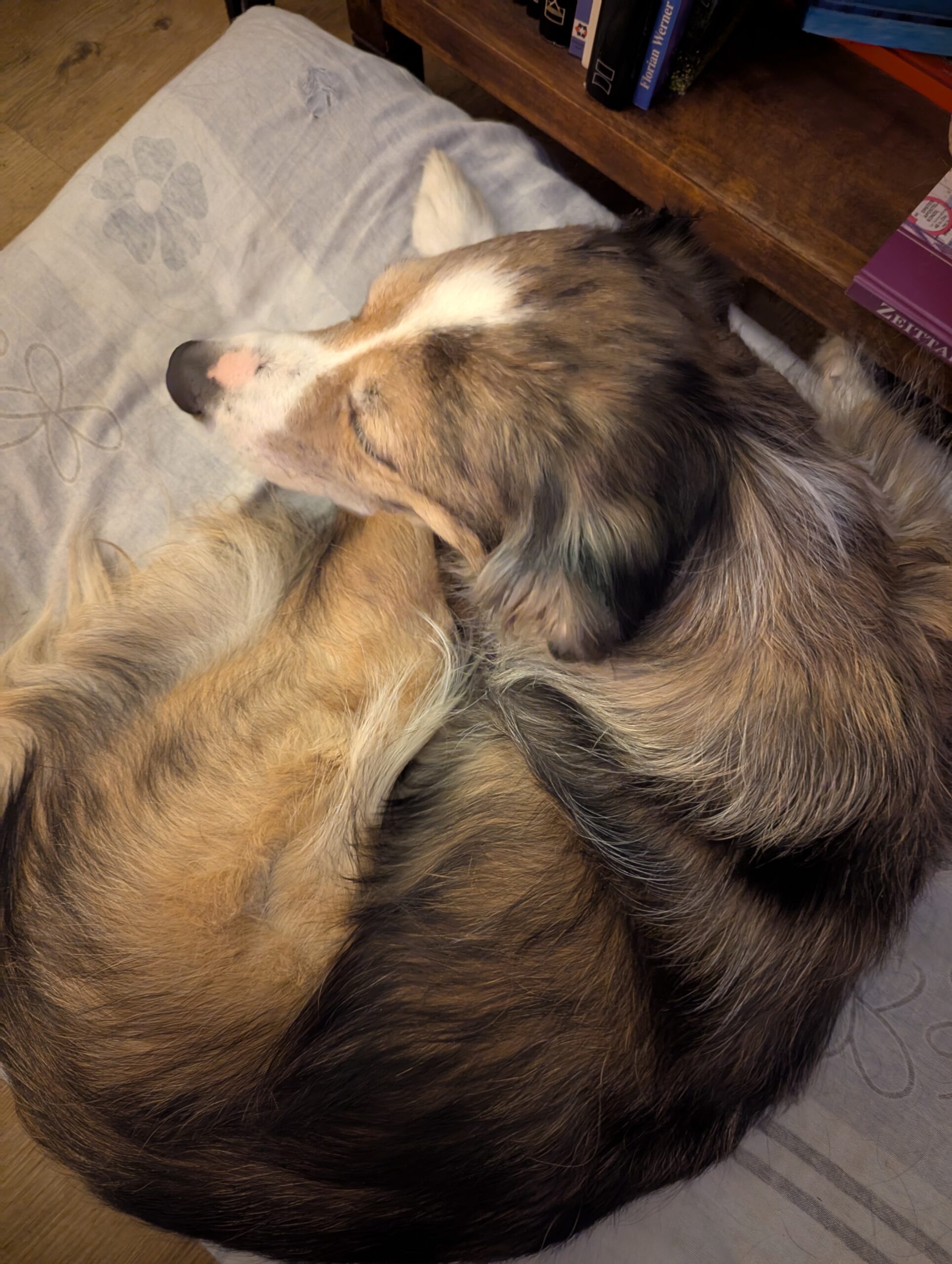 Achtung, Hundebesitzer! Was passiert, wenn Sie die Hundesteuer nicht bezahlen?